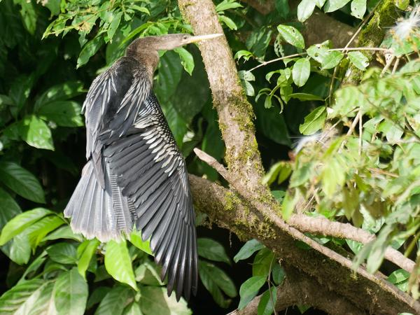 <h3><a href="/trips/costa-rica/biota/animalia/chordata/aves/016 suliformes/004 anhingidae/anhinga anhinga/anhinga anhinga-nl.html">Anhinga&nbsp;anhinga</a> / Anhinga / Amerikaanse&nbsp;slangenhalsvogel</h3>OM-1 Mark II met M.300mm F4.0 + MC-14, 1/2000 sec  bij F5.6, ISO 3200, afstand 327&nbsp;m